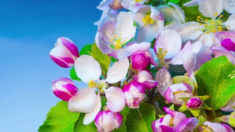 Blooming apple tree branch. Time lapse Stock-Footage 131100441