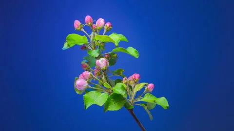 Blooming apple tree branch. Time lapse Stock Footage