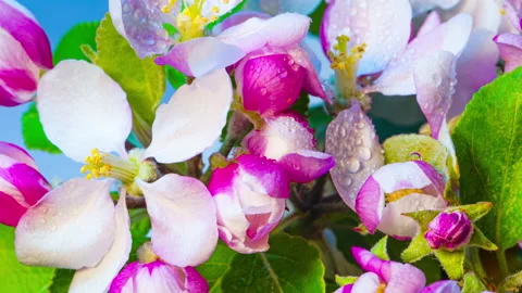 Blooming apple tree branch. Time lapse Stock-Footage 131735925