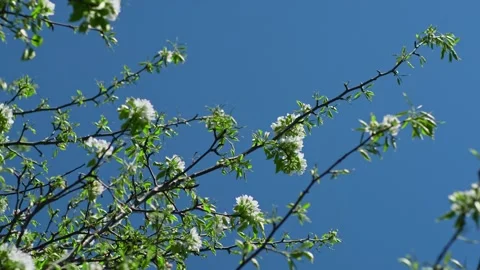 Blooming apple tree branch with white flowers on blue sky background. Stock Footage 275890156