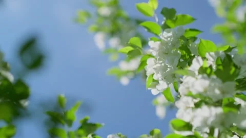 Blooming apple tree branch with white flowers on blue sky background. Stock Footage 276808343