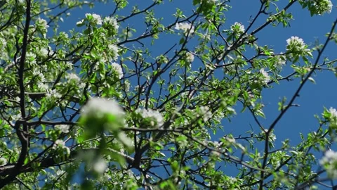 Blooming apple tree branch with white flowers on blue sky background. Stock Footage 277180295
