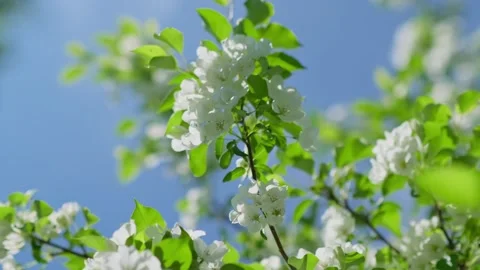 Blooming apple tree branch with white flowers on blue sky background. Vídeo Stock 277430729