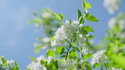 Blooming apple tree branch with white flowers on blue sky background. Stock Footage 301591874