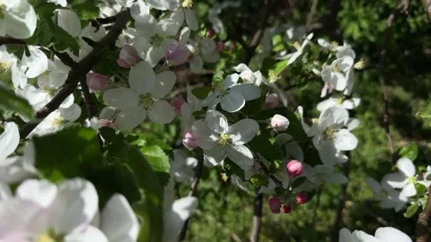 Blooming apple tree branch with white flowers in spring Stock Footage 307586699