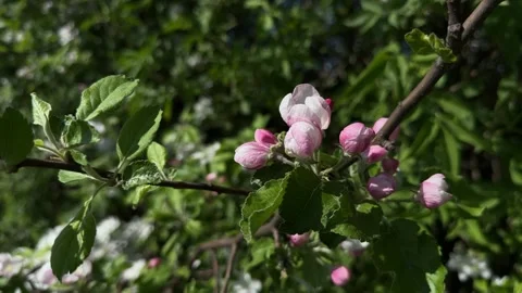 Blooming apple tree branch with white flowers in spring Stock Footage 307586705