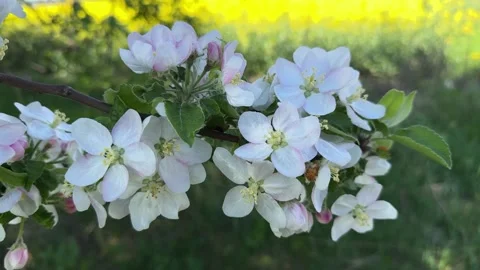 Blooming apple tree branch with white flowers in spring Stock Footage 307586811