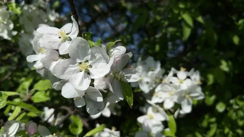 Blooming apple tree branch with white flowers in spring Stock Footage 307586813