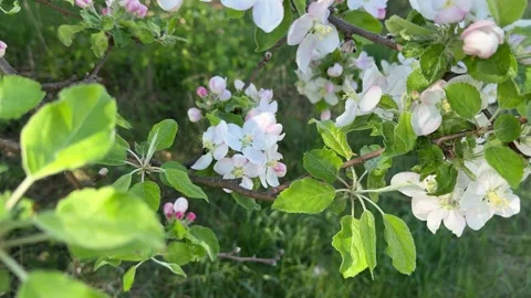 Blooming apple tree branch with white flowers in spring Stock Footage 307586924