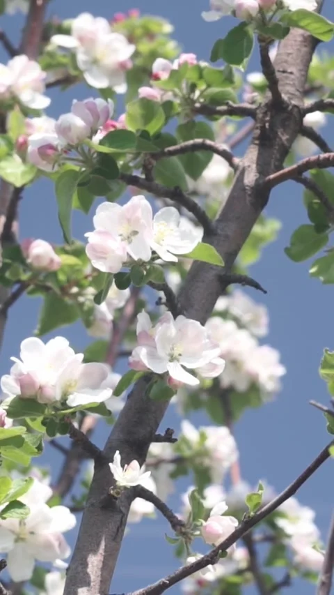 Blooming Apple Tree Branch with White Flowers Against Blue Sky Stock Footage 346396760