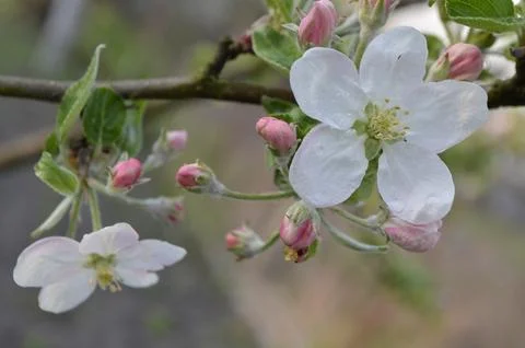 Blooming Apple Tree Branch With White Flowers And Buds Fotos Stock