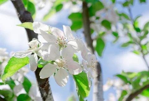 Blooming apple tree. Branches of an apple tree with green leaves and flowers Stock Photos
