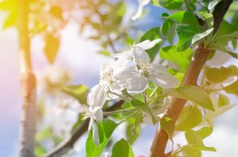 Blooming apple tree. Branches of an apple tree with green leaves and flowers Stock Photos