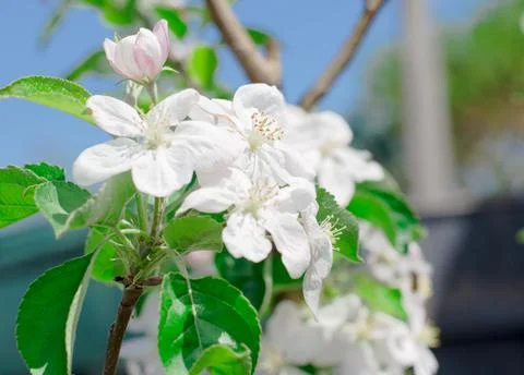 Blooming apple tree. Branches of an apple tree with green leaves and flowers Stock Photos