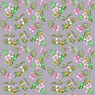 Blooming apple tree branches on a dark pink background. Seamless pattern. Stock Illustration