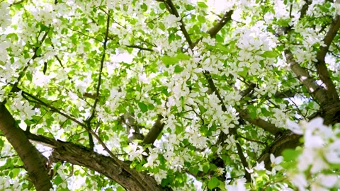 A blooming apple tree with branches 動画素材 154626839