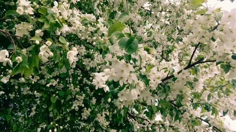 Blooming apple tree branches moving on the wind Stock Footage 108761789
