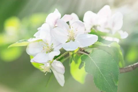 Blooming apple tree branches in spring orchard Foto stock