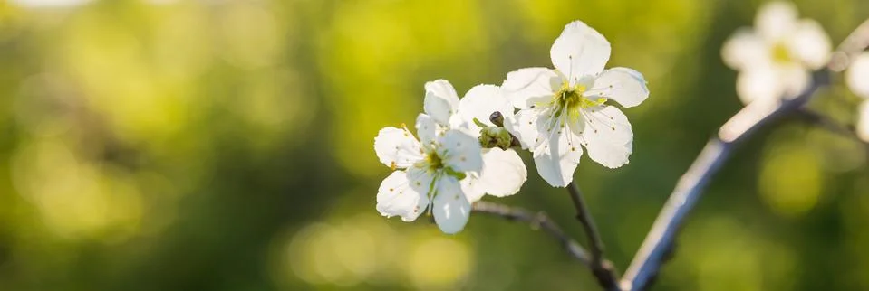 Blooming apple tree branches in spring garden. Close up for white apple flower Stock Photos