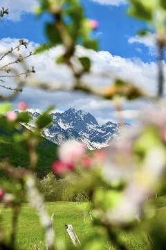 Blooming Apple Tree Branches with Spring Blossoms Over a Mountain Meadow Fotos Stock