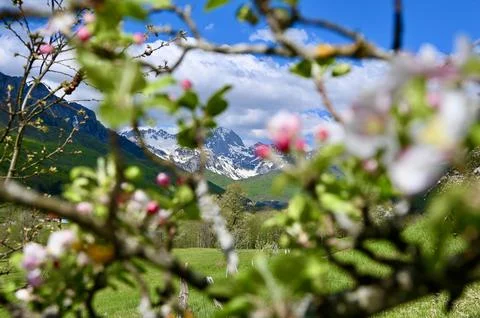 Blooming Apple Tree Branches with Spring Blossoms Over a Mountain Meadow Stock Photos