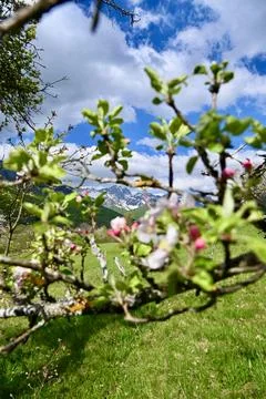 Blooming Apple Tree Branches with Spring Blossoms Over a Mountain Meadow Stock Photos