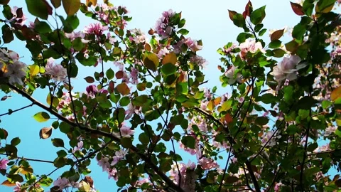 Blooming apple tree branches sway gently under bright sunny sky during idyllic Stock Footage 346640755