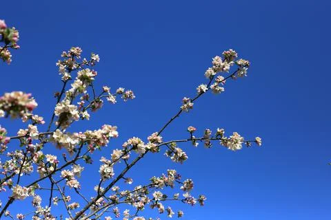 Blooming apple tree branches on a warm summer day against a clear blue sky Stock Photos