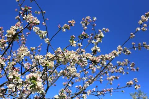 Blooming apple tree branches on a warm summer day against a clear blue sky Foto stock