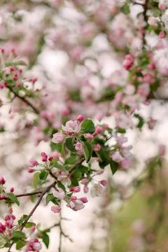 Blooming apple tree branches with web banner copy space: spring time concept Stock Photos