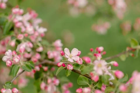 Blooming apple tree branches with web banner copy space: spring time concept Stock Photos