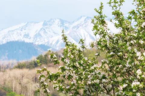 Blooming apple tree branches with white flowers in front of snow-capped mount Stock Photos
