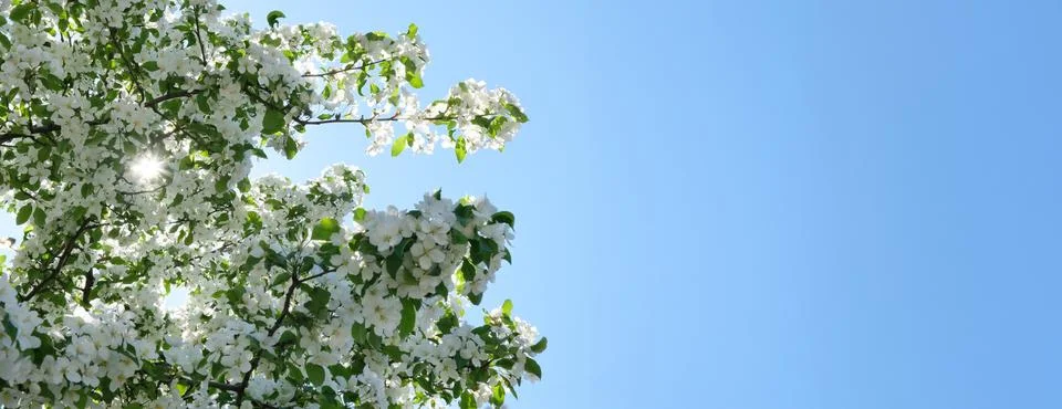 Blooming apple tree branches white flowers green leaves blue sky background.. Stock-Fotos
