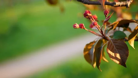 Blooming apple tree with bright pink buds in the city park. Stock Footage 127761440