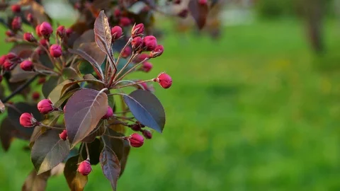 Blooming apple tree with bright pink buds in the city park. Stock Footage 127761461