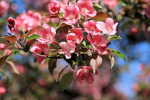 Blooming apple tree on a bright spring day Stock Photos