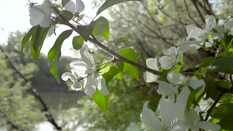 Blooming Apple tree close-up. A fly lands on an Apple tree branch Stock Footage 136146498
