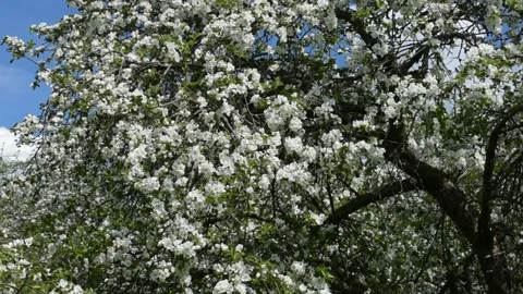 Blooming apple tree close-up Stock Footage 147962059