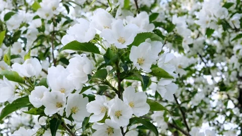 Blooming apple tree close-up. Stock Footage 154784335