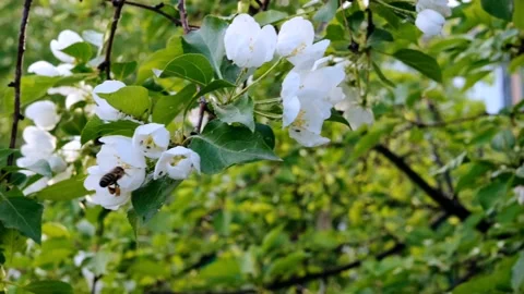 Blooming apple tree close-up. Stock Footage 154784336