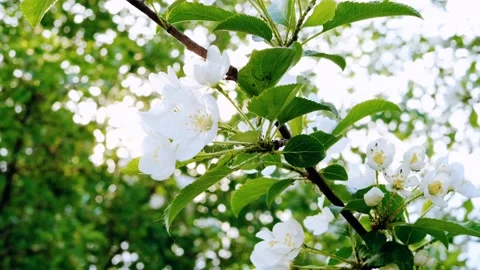 Blooming apple tree close-up. Stock Footage 154784338