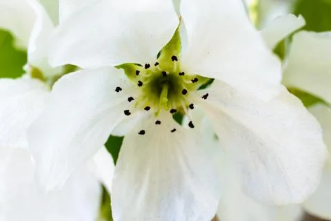 Blooming apple tree close-up. Macro Photo flowers of the apple tree. Blossomi Stock Photos