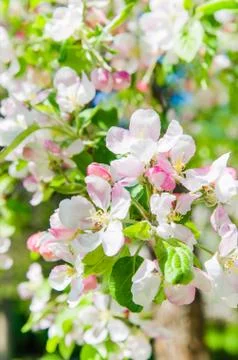 Blooming apple tree close-up Stock Photos