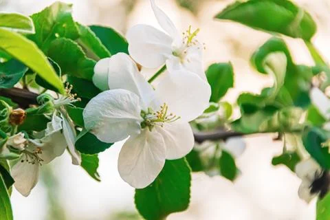 Blooming Apple tree close-up. Stock Photos