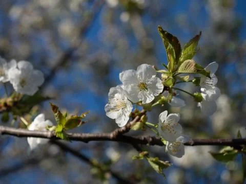 Blooming apple tree. Close up. Stock Photos