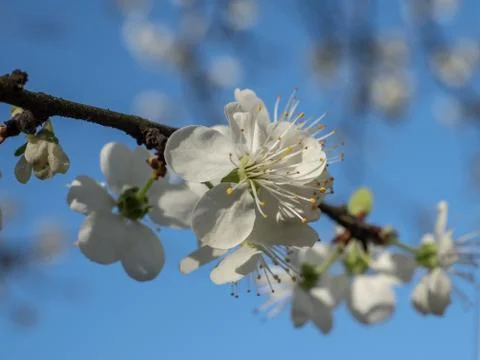 Blooming apple tree. Close up. Stock Photos