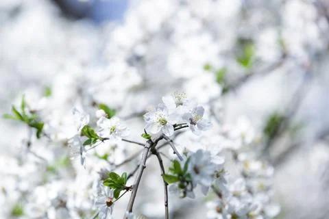 Blooming apple tree close-up Stock Photos