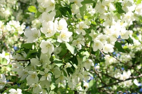Blooming apple tree close-up Stock Photos