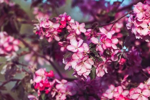 Blooming apple tree close-up Stock Photos