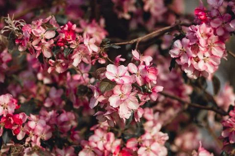Blooming apple tree close-up Stock Photos